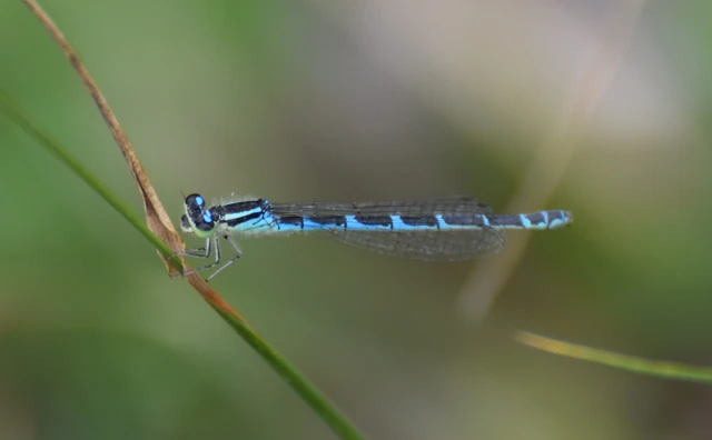 Coenagrion scitulum - mediterrán légivadász