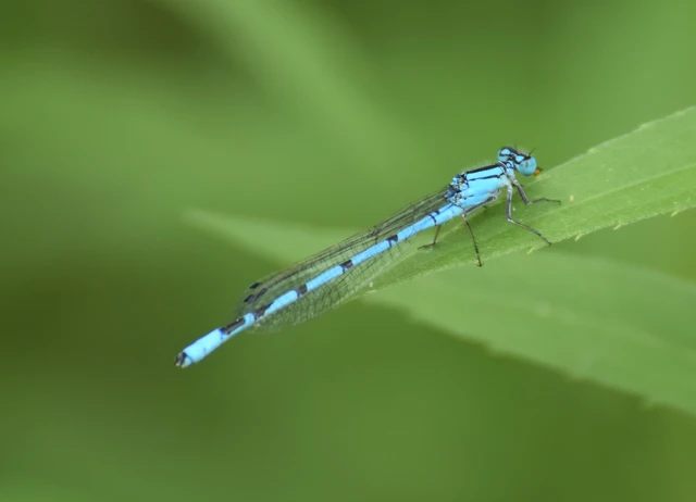 Enallagma cyathigerum - kéksávos légivadász