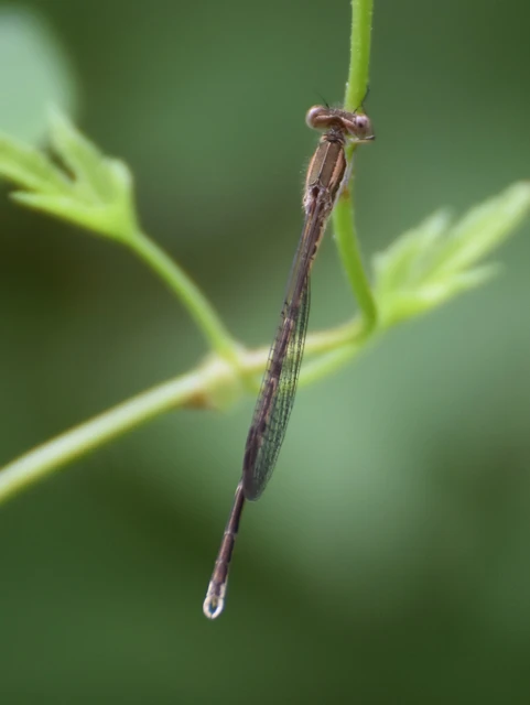 Sympecma fusca - téli rablószitakötő Sympecma fusca - téli rablószitakötő