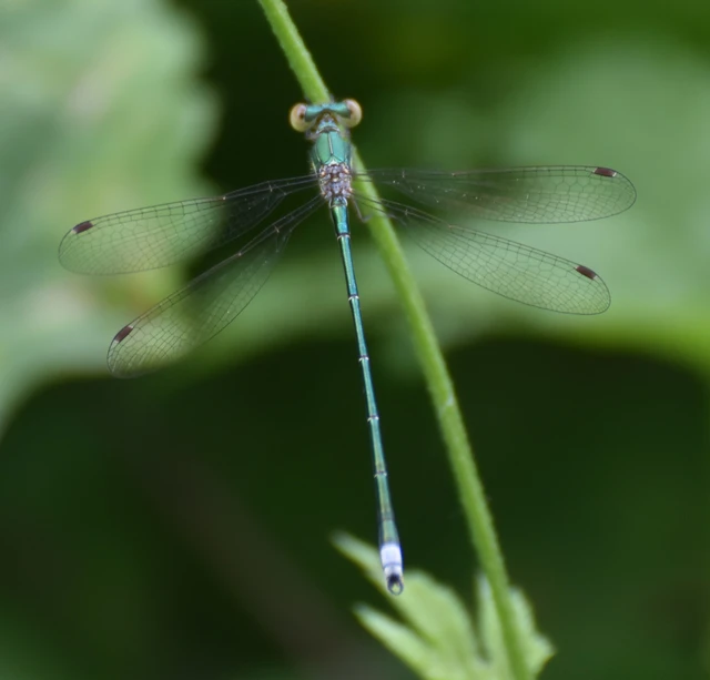 Lestes virens vestalis - kis rablószitakötő Lestes virens vestalis - kis rablószitakötő