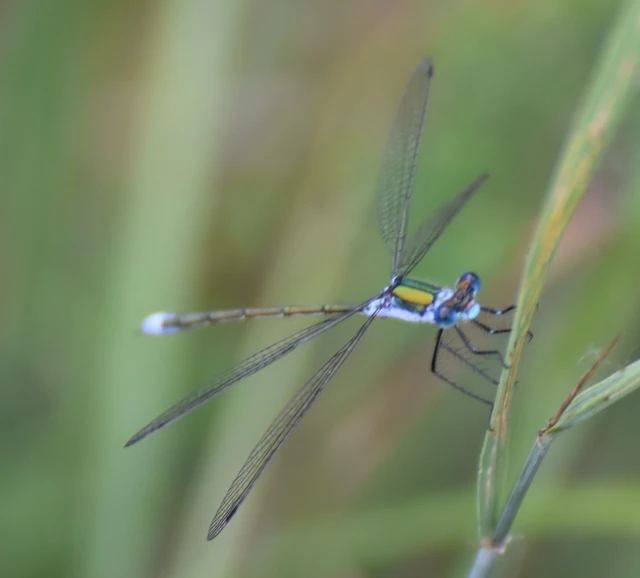 Lestes sponsa - lomha rablószitakötő Lestes sponsa - lomha rablószitakötő