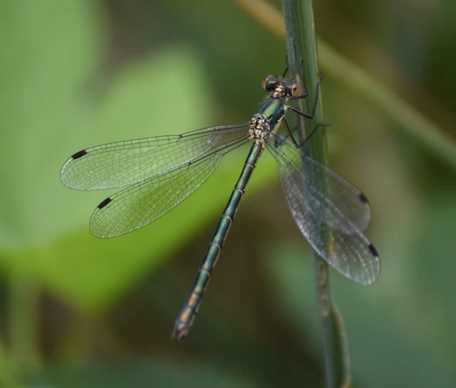Lestes dryas - réti rablószitakötő Lestes dryas - réti rablószitakötő