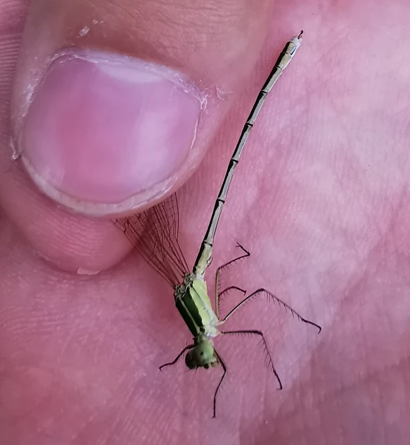 Lestes barbarus - foltosszárnyjegyű rablószitakötő Lestes barbarus - foltosszárnyjegyű rablószitakötő