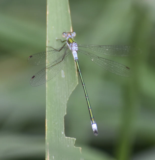 Lestes sponsa - lomha rablószitakötő Lestes sponsa - lomha rablószitakötő