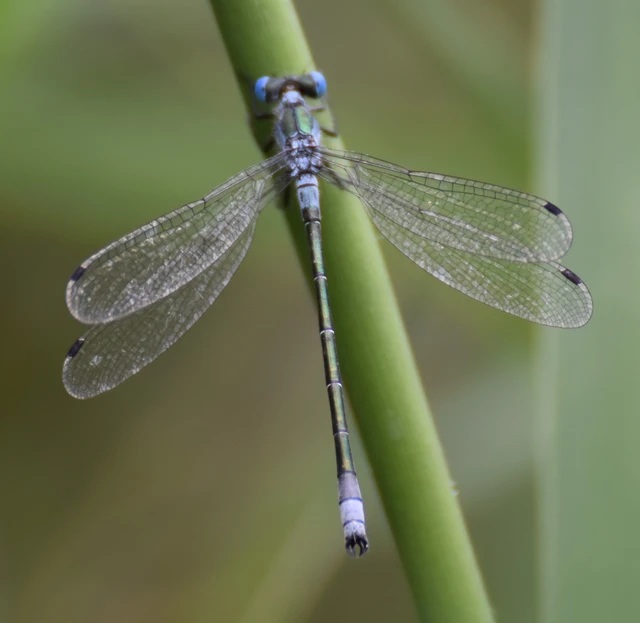 Lestes dryas - réti rablószitakötő Lestes dryas - réti rablószitakötő