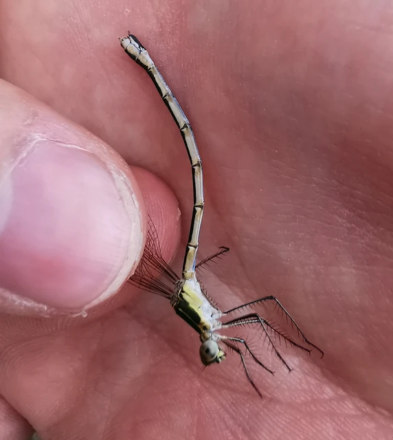 Lestes sponsa - lomha rablószitakötő Lestes sponsa - lomha rablószitakötő