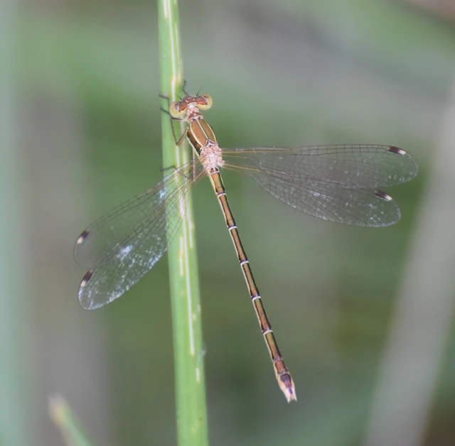 Lestes barbarus - foltosszárnyjegyű rablószitakötő Lestes barbarus - foltosszárnyjegyű rablószitakötő