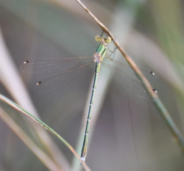 Lestes barbarus - foltosszárnyjegyű rablószitakötő Lestes barbarus - foltosszárnyjegyű rablószitakötő