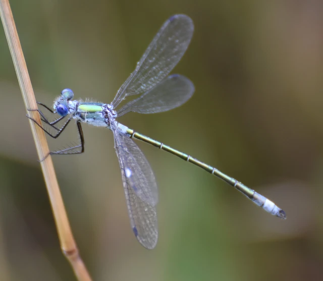 Lestes dryas - réti rablószitakötő Lestes dryas - réti rablószitakötő