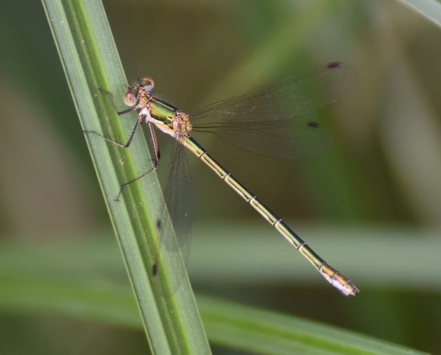 Lestes sponsa - lomha rablószitakötő Lestes sponsa - lomha rablószitakötő