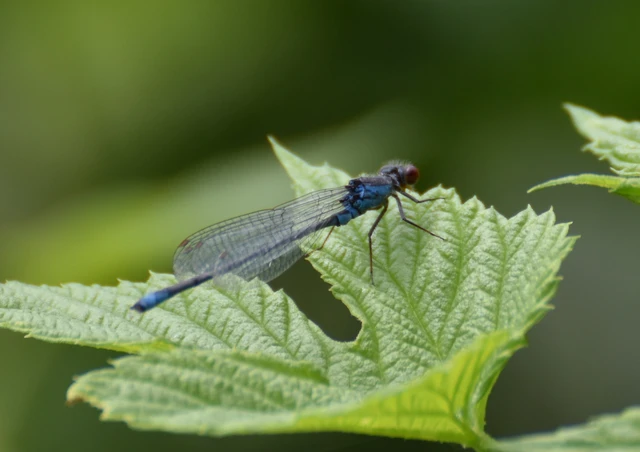 Erythromma viridulum - kis pirosszemű-légivadász