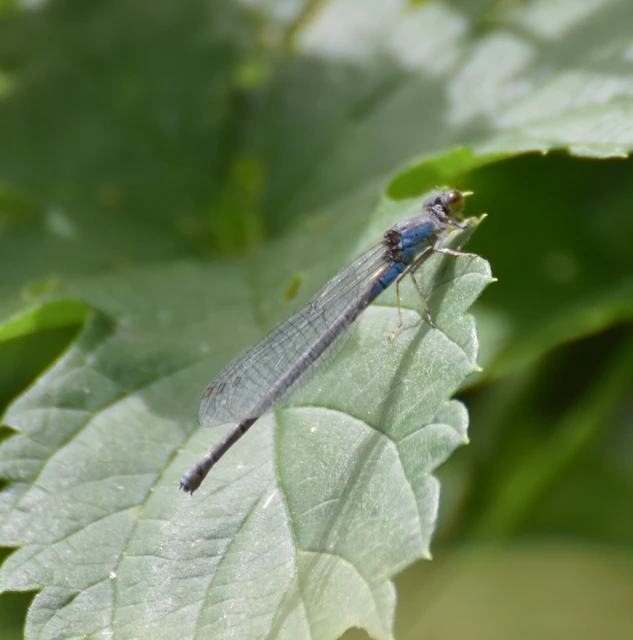 Erythromma viridulum - kis pirosszemű-légivadász
