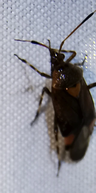 Deraeocoris