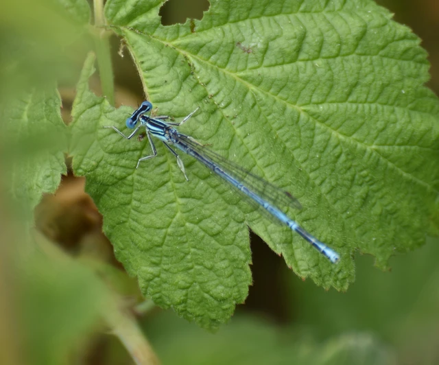 Platycnemis pennipes - széleslábú szitakötő
