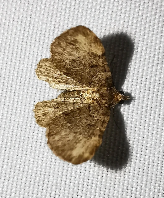 Pasiphila chloerata - hamvas törpearaszoló