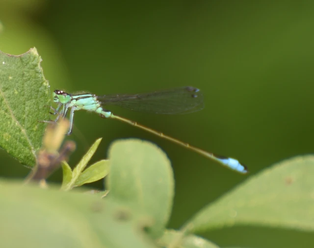 Ischnura elegans pontica - kéköves légivadász