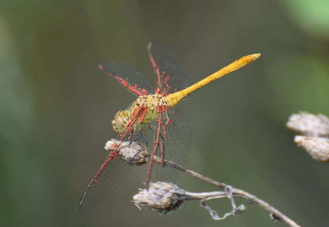 Sympetrum meridionale - fakó katona-szitakötő