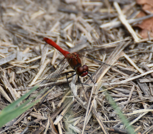 Sympetrum sanguineum - vörös katona-szitakötő