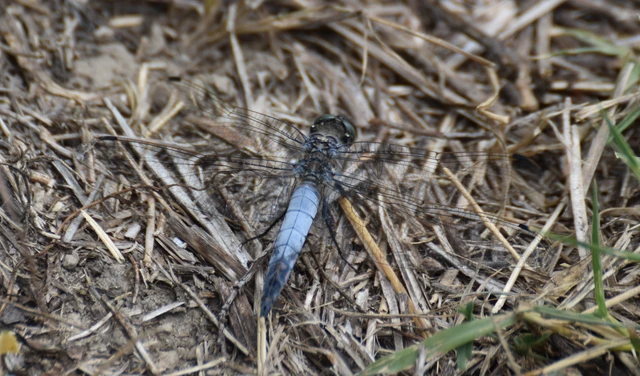 Orthetrum cancellatum - feketefarkú pásztorszitakötő Orthetrum cancellatum - feketefarkú pásztorszitakötő
