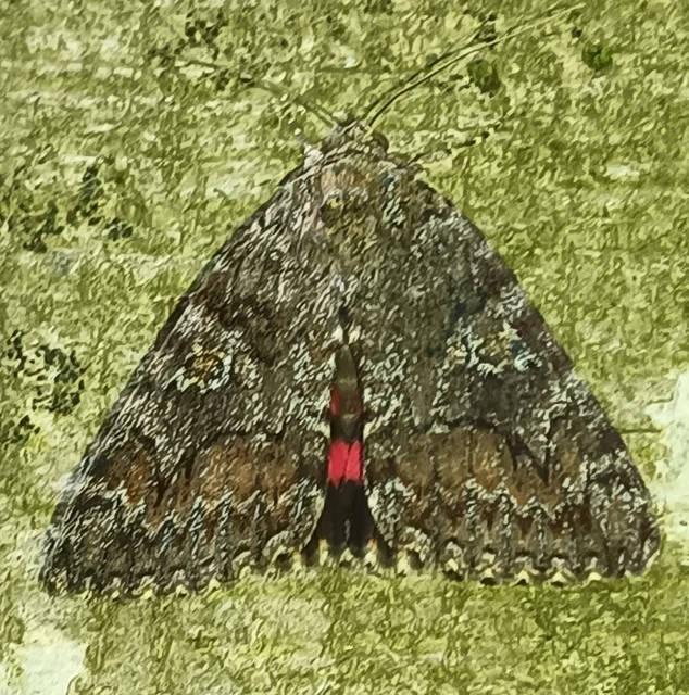 Catocala sponsa/dilecta