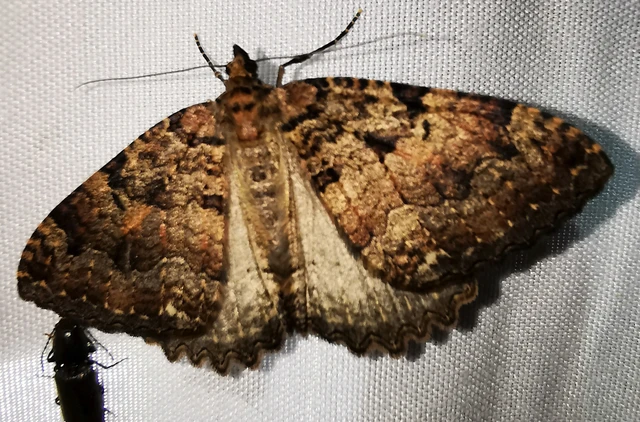 Triphosa dubitata - kutyabenge-araszoló