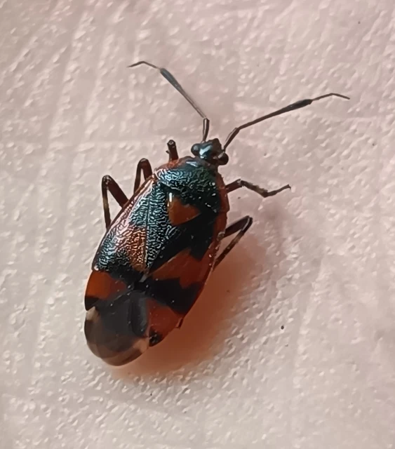 Deraeocoris trifasciatus - nagy mezeipoloska