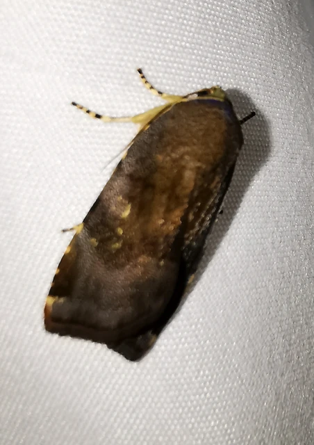 Noctua janthe/janthina