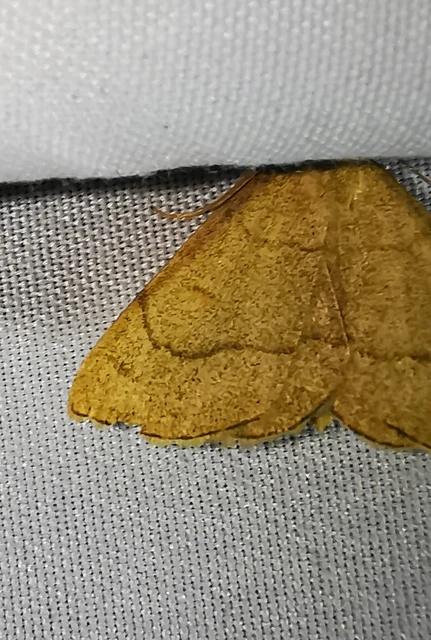 Paracolax tristalis - sárgás karcsúbagoly