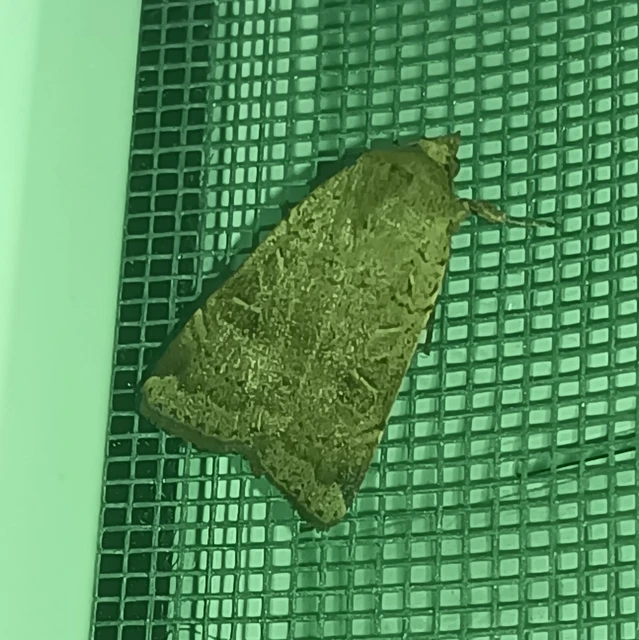 Noctua comes - kis sárgafűbagoly