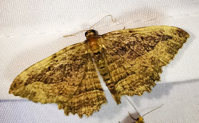 Philereme transversata - varjútövis-araszoló