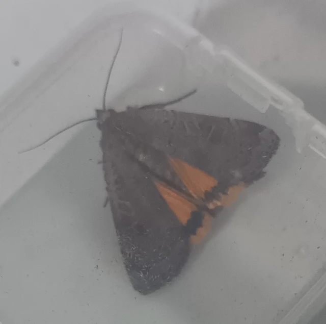 Noctua comes - kis sárgafűbagoly