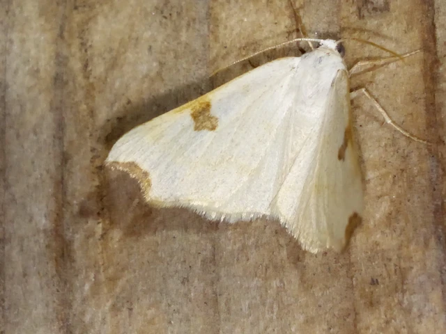 Eilicrinia cordiaria - fehér fűzfaaraszoló