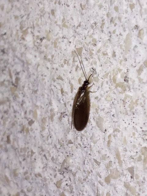 Sisyra nigra