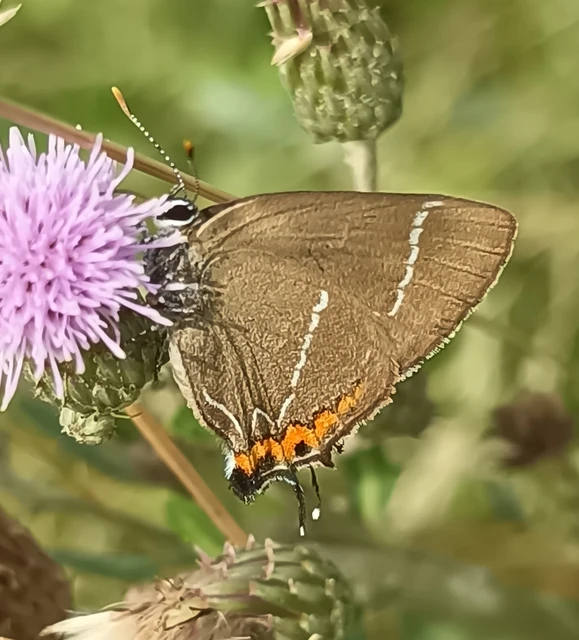 Satyrium w-album - szilfa-csücsköslepke