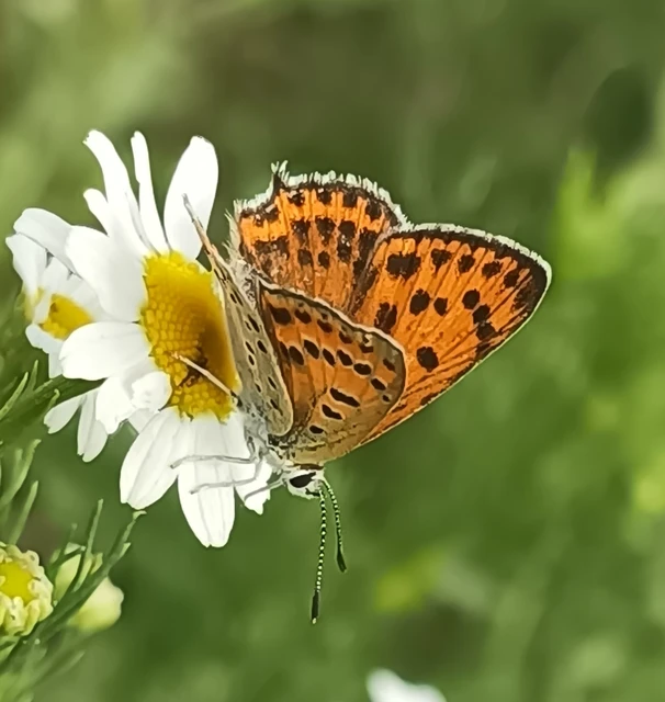 Lycaena thersamon - kis tűzlepke