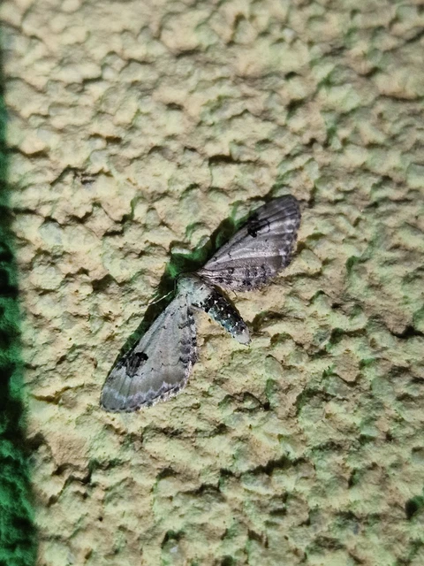 Eupithecia centaureata - búzavirág-törpearaszoló