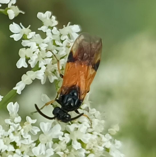 Arge melanochra