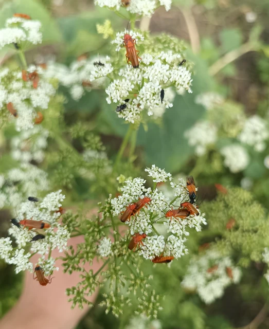 Rhagonycha fulva - feketevégű lágybogár