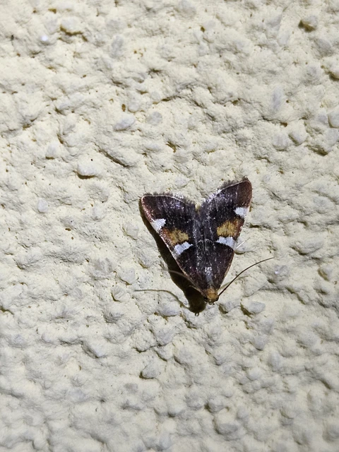 Pyralis regalis - pompás fényilonca
