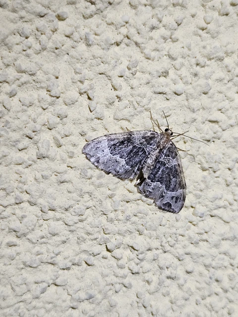 Ecliptopera silaceata - barna tarkaaraszoló