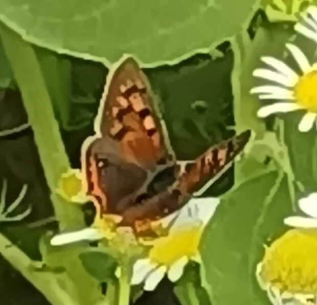 Lycaena phlaeas - közönséges tűzlepke Lycaena phlaeas - közönséges tűzlepke