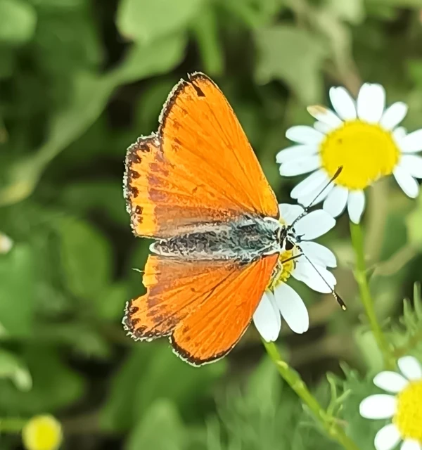 Lycaena thersamon - kis tűzlepke