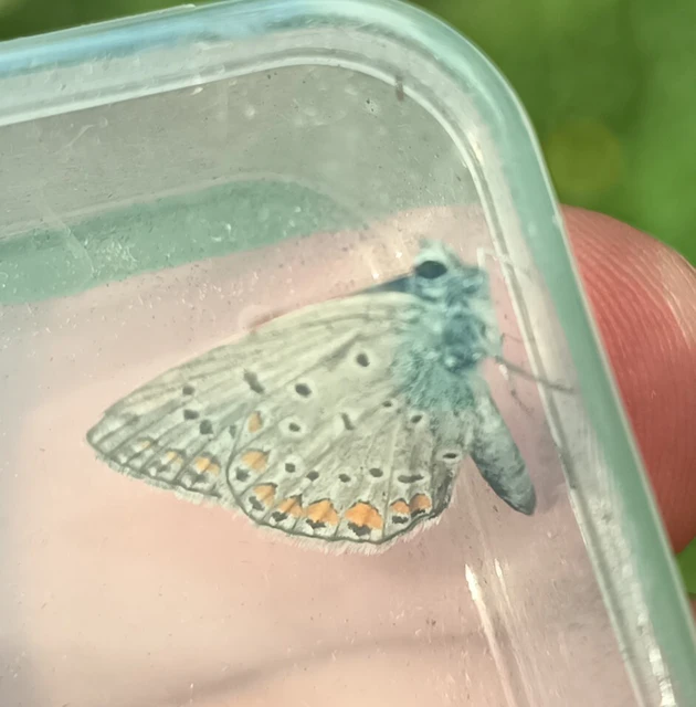 Polyommatus icarus - közönséges boglárka