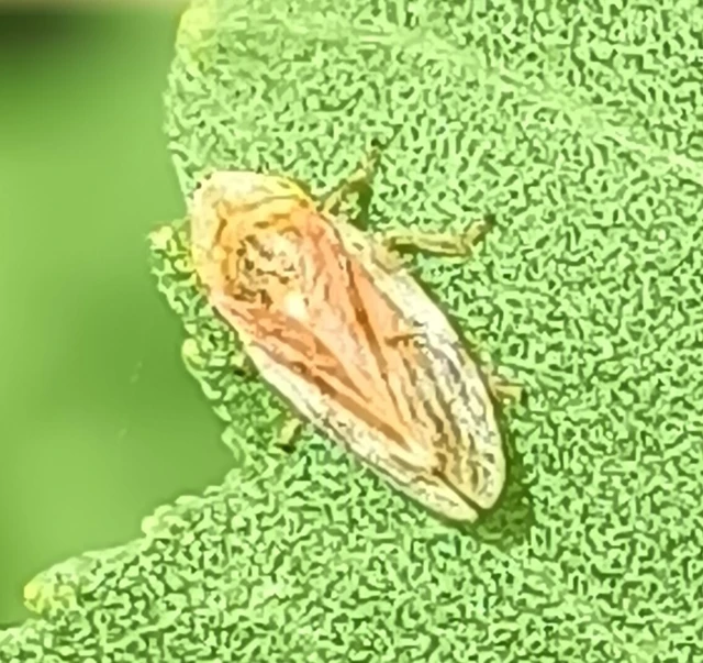 Auchenorrhyncha - Kabócák
