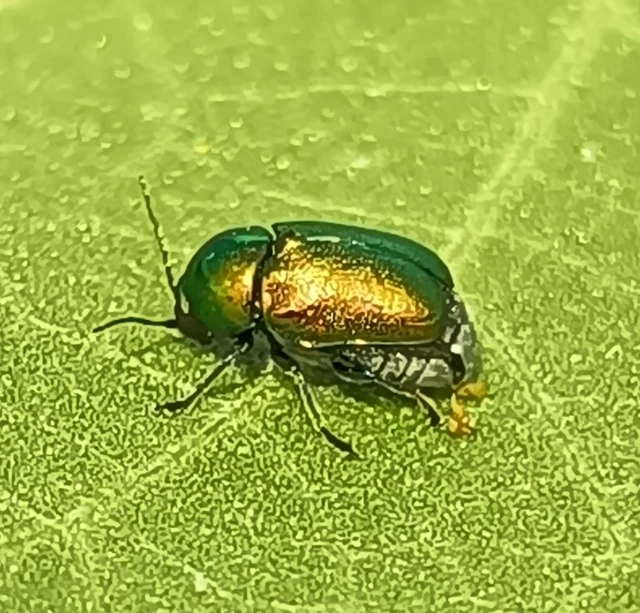 Cryptocephalus
