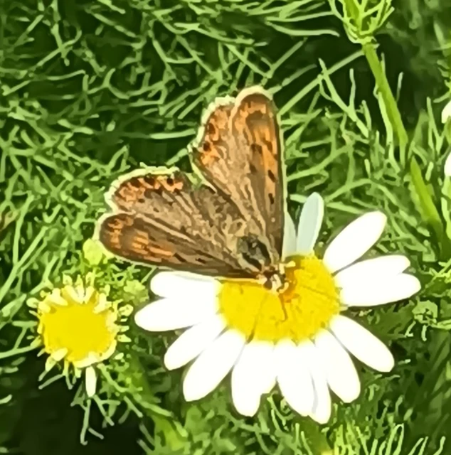 Lycaena tityrus - barna tűzlepke