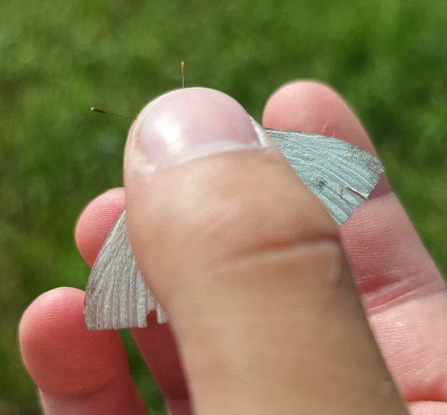 Pieris rapae - répalepke