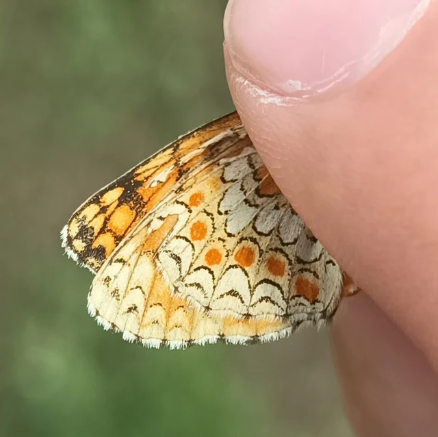 Melitaea phoebe - nagy tarkalepke