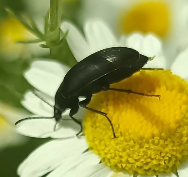 Podonta nigrita - szerecsenbogár