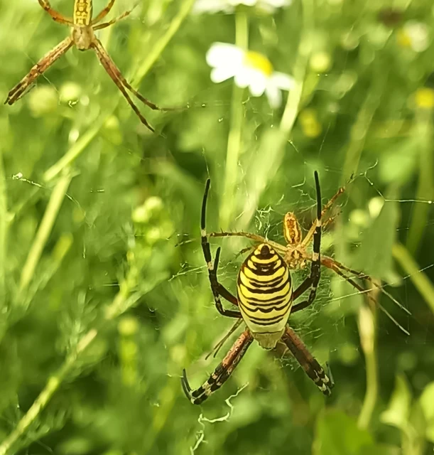 Argiope bruennichi - darázspók